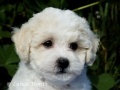 7 tdn / 7 weeks