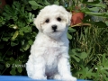 7 tdn / 7 weeks