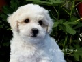 7 tdn / 7 weeks