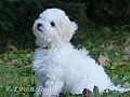 3 msce / 3 month