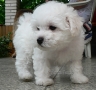 Maya - 8 tdn