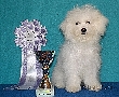 Vítěz speciální výstavy štěně / Special Winner puppy