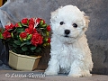6 tdn / 6 weeks
