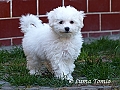 10 tdn / 10 weeks