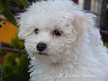 10 tdn / 10 weeks