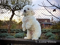 3 msce / 3 months