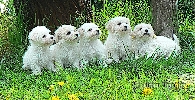 štěně - pup