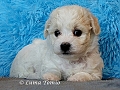 Q vrh / Q litters