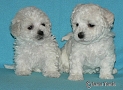 nae tata - odchovy, our puppies - litters