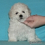 nae tata - odchovy, our puppies - litters
