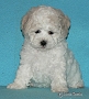 nae tata - odchovy, our puppies - litters
