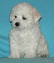 nae tata - odchovy, our puppies - litters