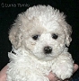 nae tata - odchovy, our puppies - litters