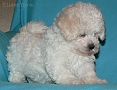 nae tata - odchovy, our puppies - litters