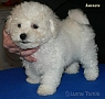 nae tata - odchovy, our puppies - litters