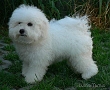 nae tata - odchovy, our puppies - litters