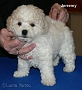 nae tata - odchovy, our puppies - litters