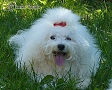 nae tata - odchovy, our puppies - litters