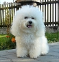 nae tata - odchovy, our puppies - litters