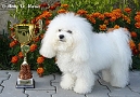 nae tata - odchovy, our puppies - litters