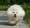 nae tata - odchovy, our puppies - litters