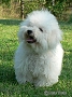 nae tata - odchovy, our puppies - litters