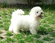 nae tata - odchovy, our puppies - litters