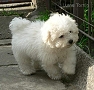 nae tata - odchovy, our puppies - litters