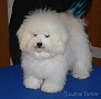 nae tata - odchovy, our puppies - litters