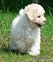 nae tata - odchovy, our puppies - litters