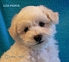 Luis Prince