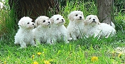 nae tata - odchovy, our puppies - litters