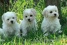 nae tata - odchovy, our puppies - litters
