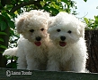 nae tata - odchovy, our puppies - litters