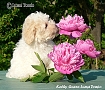 nae tata - odchovy, our puppies - litters