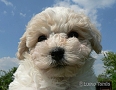 nae tata - odchovy, our puppies - litters