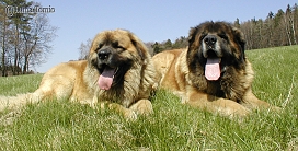 leonberger