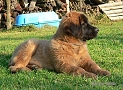 "Clif" Highlander vom Kloster Lorch - 4 m