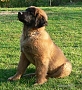 "Clif" Highlander vom Kloster Lorch - 4 m