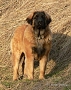 "Clif" Highlander vom Kloster Lorch - 5 m