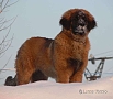 "Clif" Highlander vom Kloster Lorch - 6 m