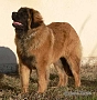 "Clif" Highlander vom Kloster Lorch - 8 m