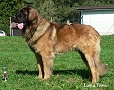 "Clif" Highlander vom Kloster Lorch - 14 m