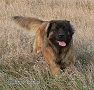 "Clif" Highlander vom Kloster Lorch - 15 m