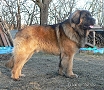 "Clif" Highlander vom Kloster Lorch - 19 m