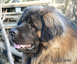 "Clif" Highlander vom Kloster Lorch - 19 m