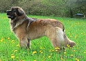 Leonberg 5/2012