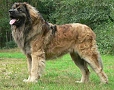 Majans ZEUSS the Star of North