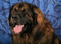 Majans ZEUSS the Star of North