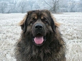 Majans ZEUSS the Star of North